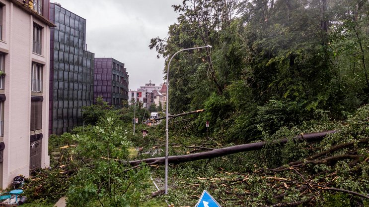 Umgestürzte Bäume nach einem Sturm in Zürich.
