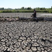 Rizières craquelées en raison de la sécheresse persistante dans la région d'Aceh Besar, en Indonésie, en juillet 2026. La plupart des zones de la province d'Aceh et plusieurs autres régions d'Indonésie sont déjà entrées dans la saison sèche, tandis que le phénomène El Niño devrait atteindre une forte intensité d'ici janvier 2027.