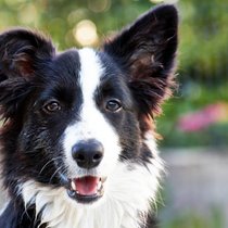 In Deutschland hat sich die Zahl der versicherten Tiere in fünf Jahren mehr als verdoppelt.