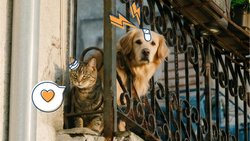 Die Haustierpopulation in Spanien hat sich im letzten Jahrzehnt mehr als verdreifacht. 
