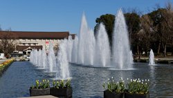 Hitze‑ und Trockenperioden belasten Ueno Park in Tokio die sensiblen Kirsch‑ und Mandelbäume und verschieben die Blütezeiten. 