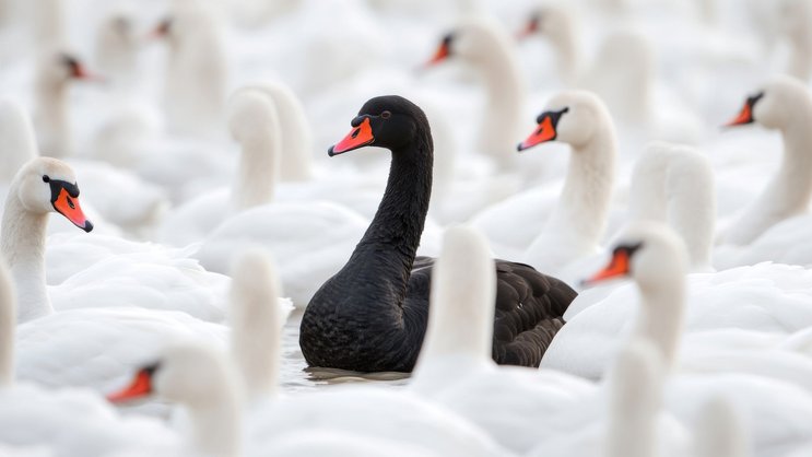 Gilt als Sinnbild für das absolut Undenkbare: Der schwarze Schwan.