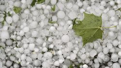 En Suisse, 7'633 sinistres ont été déclarés à la Suisse Grêle pendant l’exercice sous revue pour les cultures de plantes assurées.