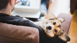 Mit nützliche Informationen rund um die Gesundheit von Vierbeinern stärkt Animalia die Bindung zu Haustierbesitzern.