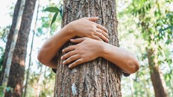 Save the Forest.
