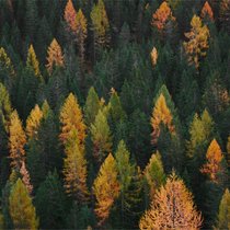La chaleur et le manque de pluie mettent à rude épreuve les forêts dans une grande partie de la Suisse. 