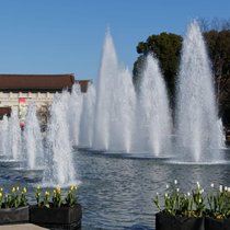 Hitze‑ und Trockenperioden belasten Ueno Park in Tokio die sensiblen Kirsch‑ und Mandelbäume und verschieben die Blütezeiten. 