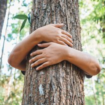 Save the Forest.