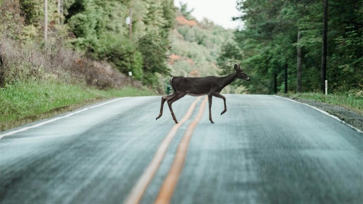 Gegen Jahresende häufen sich die Kollisionen mit Wildtieren.