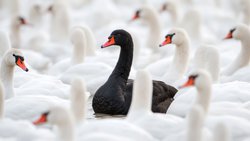 Gilt als Sinnbild für das absolut Undenkbare: Der schwarze Schwan.