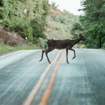 Gegen Jahresende häufen sich die Kollisionen mit Wildtieren.