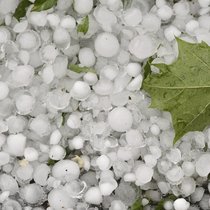 En Suisse, 7'633 sinistres ont été déclarés à la Suisse Grêle pendant l’exercice sous revue pour les cultures de plantes assurées.