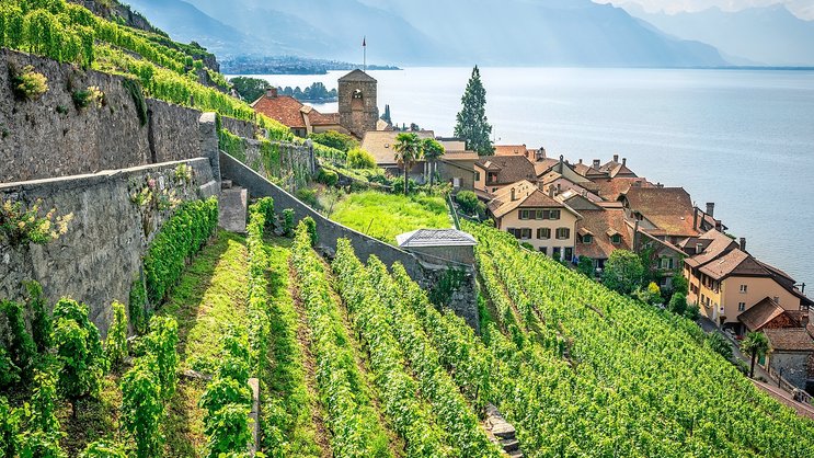 Weinkulturen in Lavaux und Nord-Vaudois von Hagel schwer geschädigt.