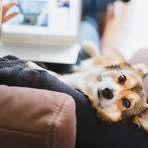 Mit nützliche Informationen rund um die Gesundheit von Vierbeinern stärkt Animalia die Bindung zu Haustierbesitzern.