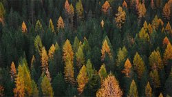 La chaleur et le manque de pluie mettent à rude épreuve les forêts dans une grande partie de la Suisse. 