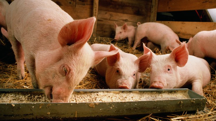 Schweine Weizen