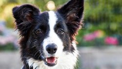 In Deutschland hat sich die Zahl der versicherten Tiere in fünf Jahren mehr als verdoppelt.