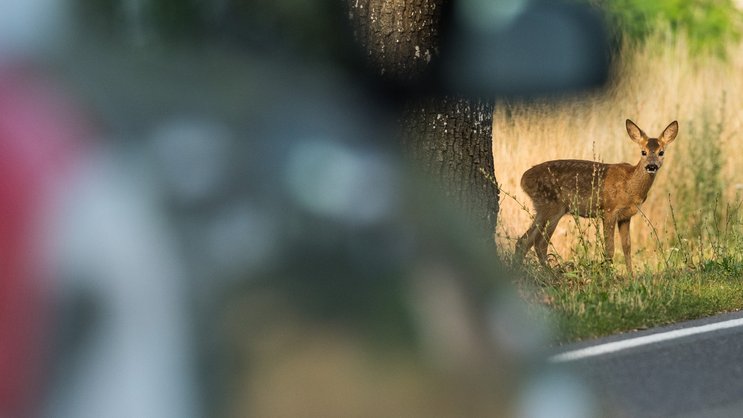 Chez AXA, les accidents avec des animaux sauvages ont coûté plus de 11,5 millions de francs en 2024.