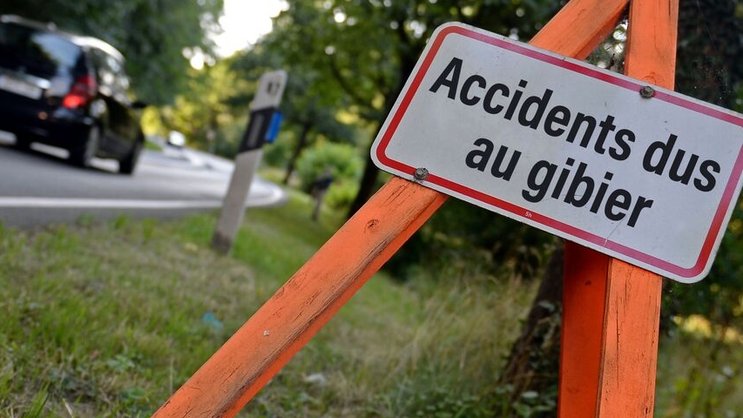 L’année dernière, 3200 sinistres dus à une collision avec du gibier ont été déclarés rien qu’à AXA.