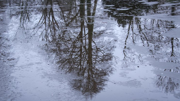 Ein Baum spiegelt sich in dünnem Eis