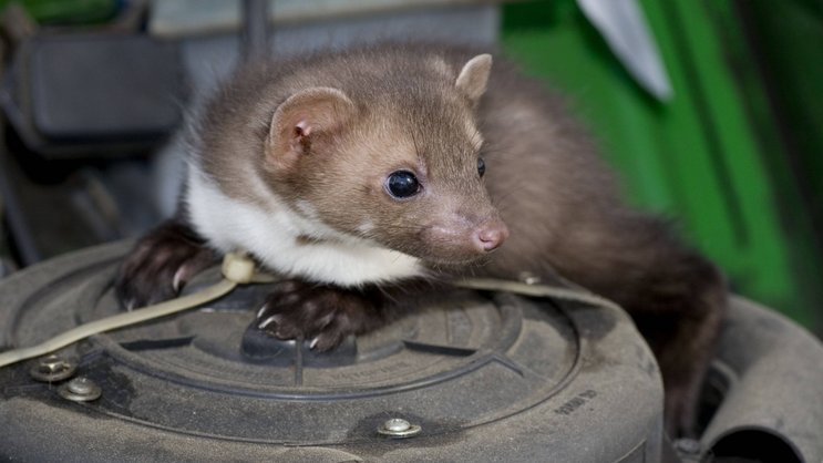 Steinmarder auf einem Luftfilter unter der Motorhaube: Die Tiere sind im Mai und Juni besonders aktiv.