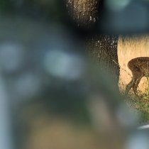 Chez AXA, les accidents avec des animaux sauvages ont coûté plus de 11,5 millions de francs en 2024.