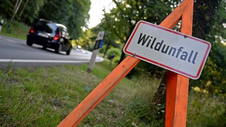 Wildunfälle fordern jährlich Millionen von Franken an Sachschäden und verletzen Tausende von Tieren jedes Jahr.