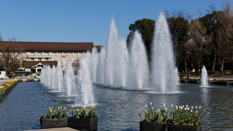 Hitze‑ und Trockenperioden belasten Ueno Park in Tokio die sensiblen Kirsch‑ und Mandelbäume und verschieben die Blütezeiten.