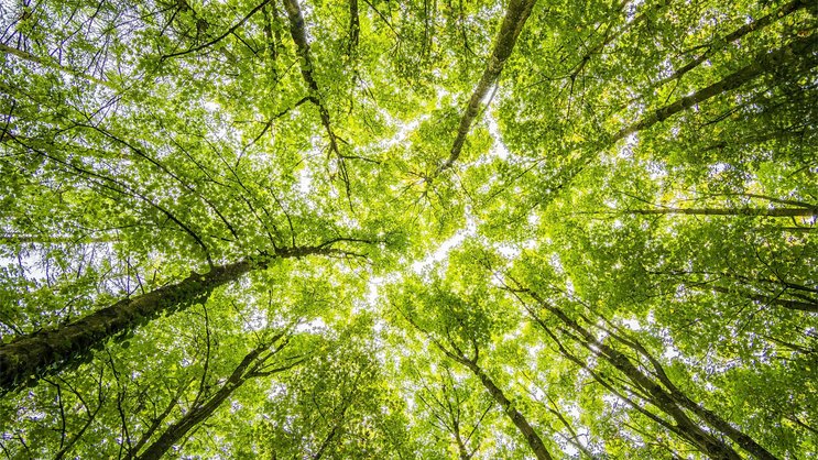 Pollen und Bakterien aus Wäldern in der Luft können starke Regenfälle verursachen.