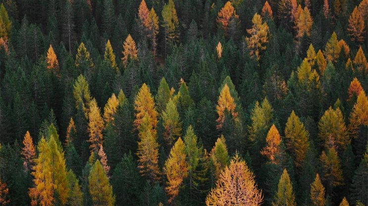 La chaleur et le manque de pluie mettent à rude épreuve les forêts dans une grande partie de la Suisse.