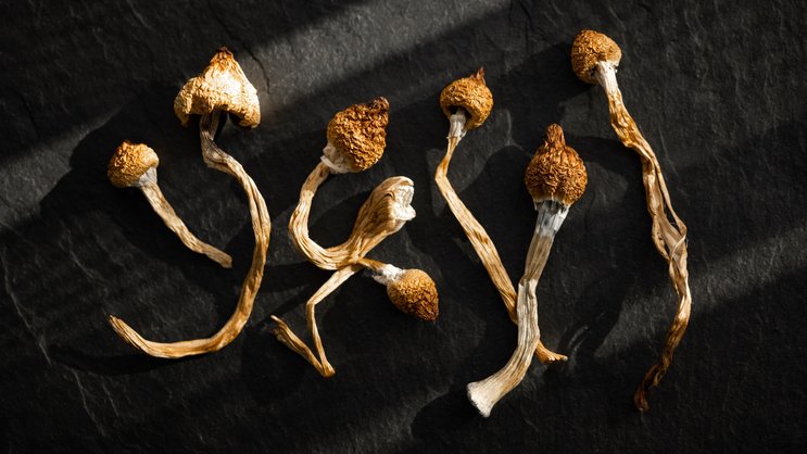 Getrocknete Psilocybin-haltige Pilze.