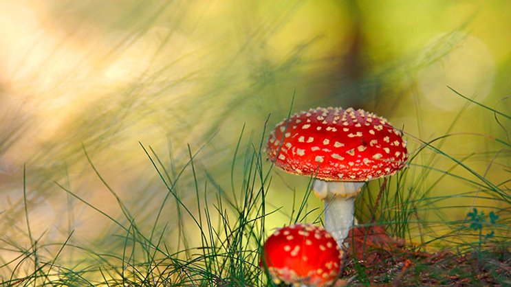 Tox Info Suisse, der Notruf bei Vergiftungen, ist von akutem Geldmangel bedroht.